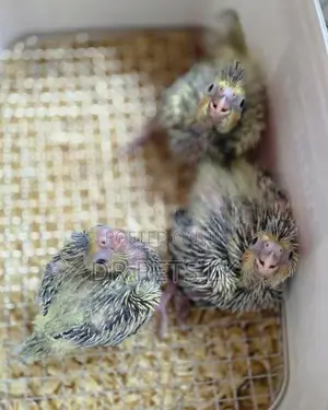 Cockatiel Hand Feeding Chicks