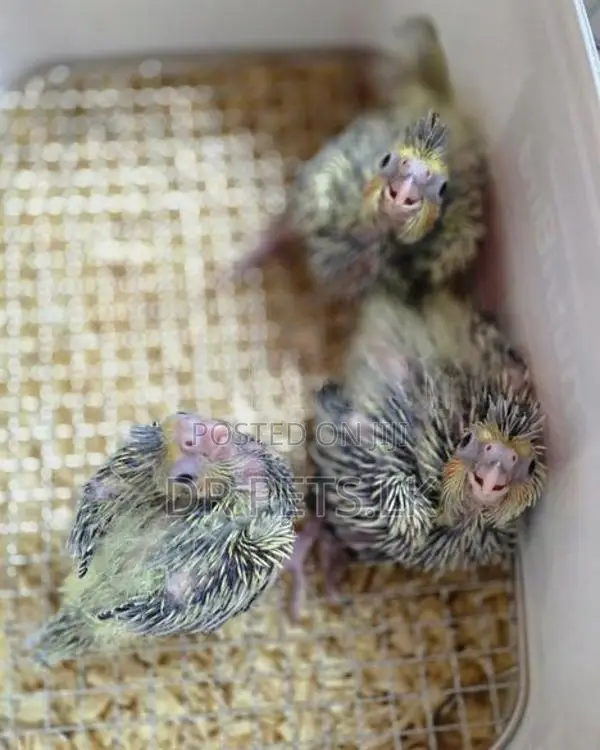 Cockatiel Hand Feeding Chicks