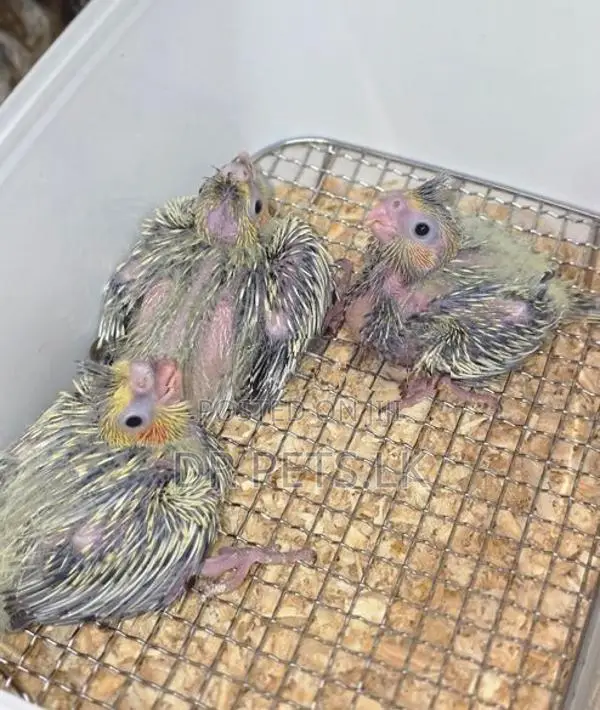 Cockatiel Hand Feeding Chicks