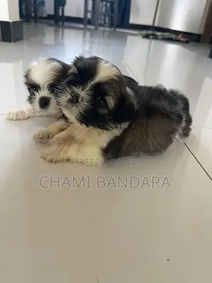 Shih Tzu