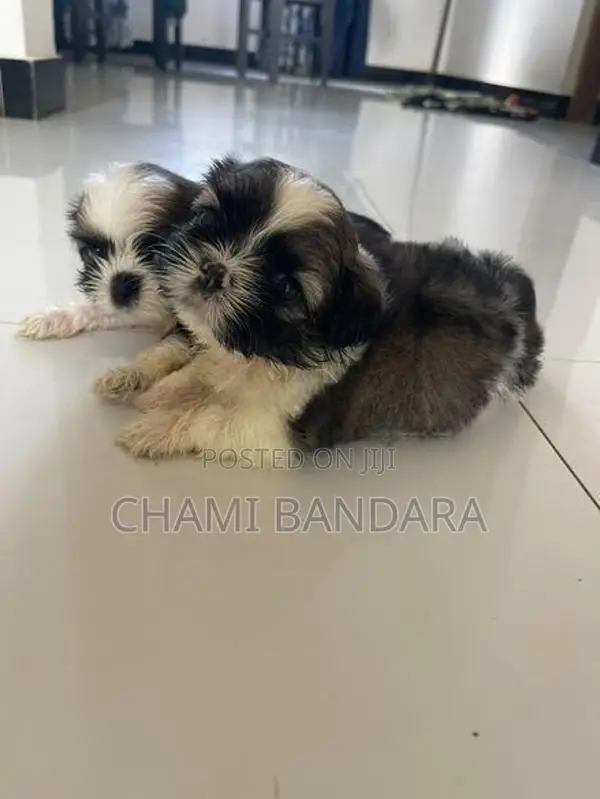 Shih Tzu