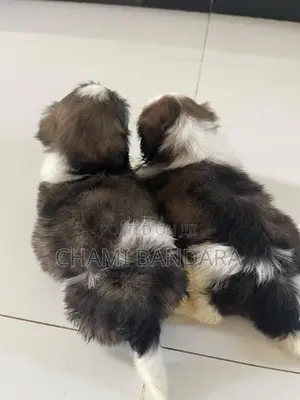Shih Tzu