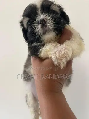 Shih Tzu
