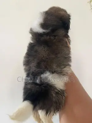 Shih Tzu
