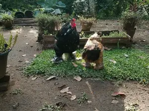 Import Blood Line Brahma Joduwak