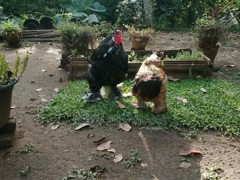 Import Blood Line Brahma Joduwak