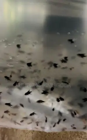 Angel Fish Fry