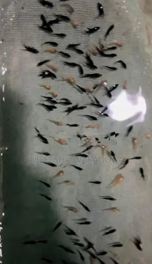 Angel Fish Fry
