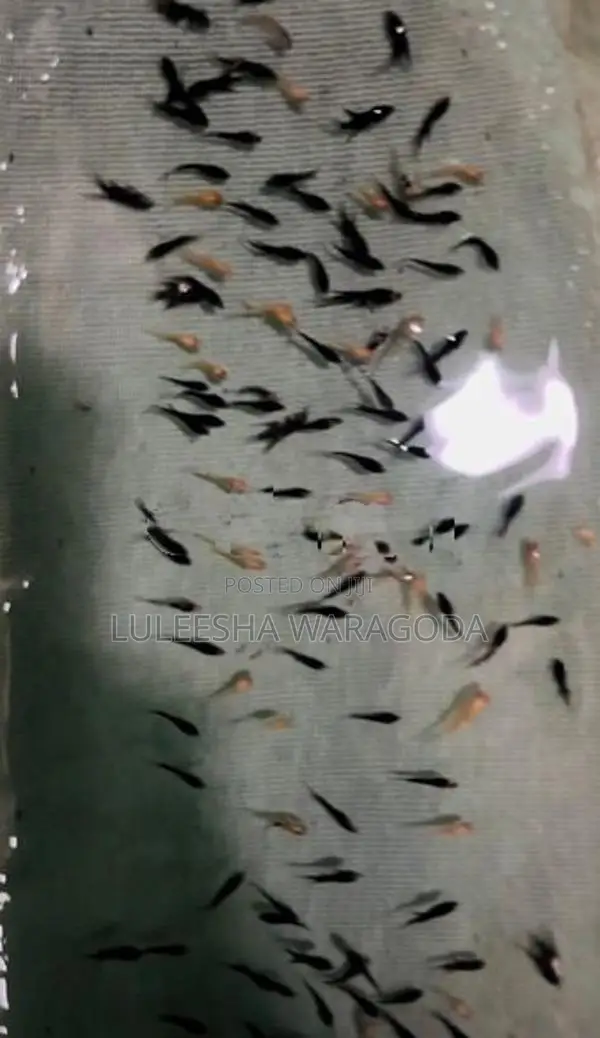 Angel Fish Fry