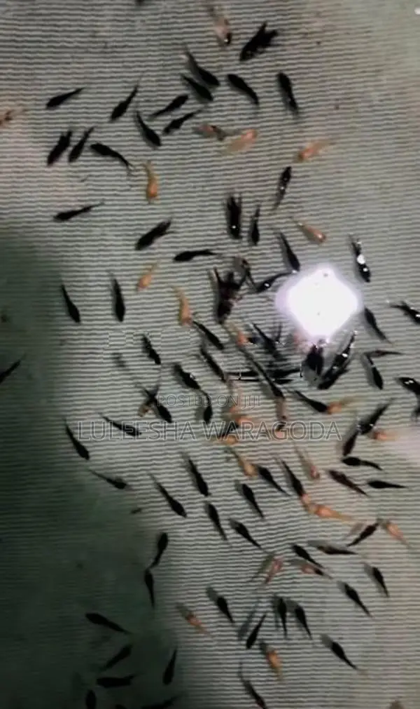 Angel Fish Fry