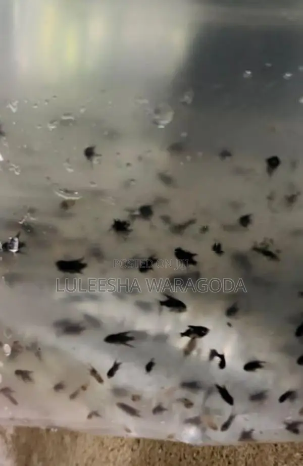 Angel Fish Fry