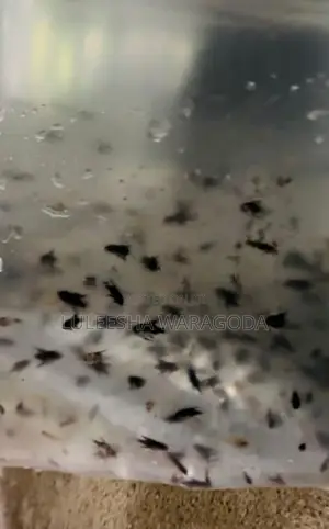Angel Fish Fry