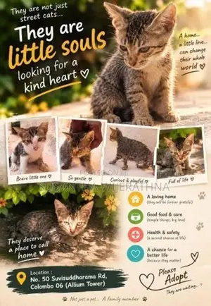 Kittens For Kind Home