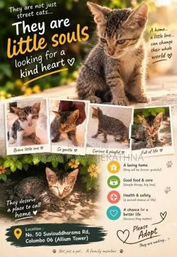 Kittens For Kind Home