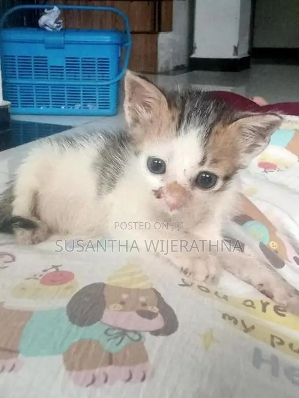 Kittens For Kind Home