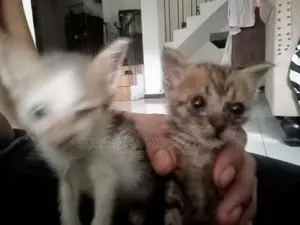 Kittens For Kind Home