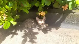 Kittens For Kind Home