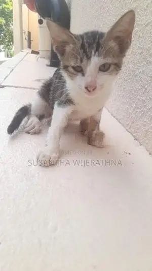 Kittens For Kind Home
