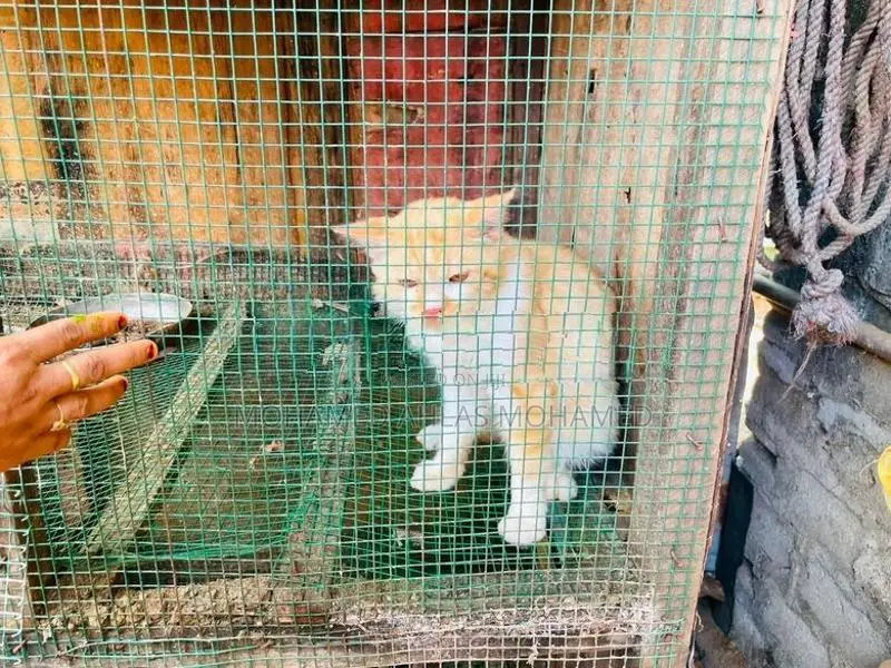 Luck With Beautiful Cat