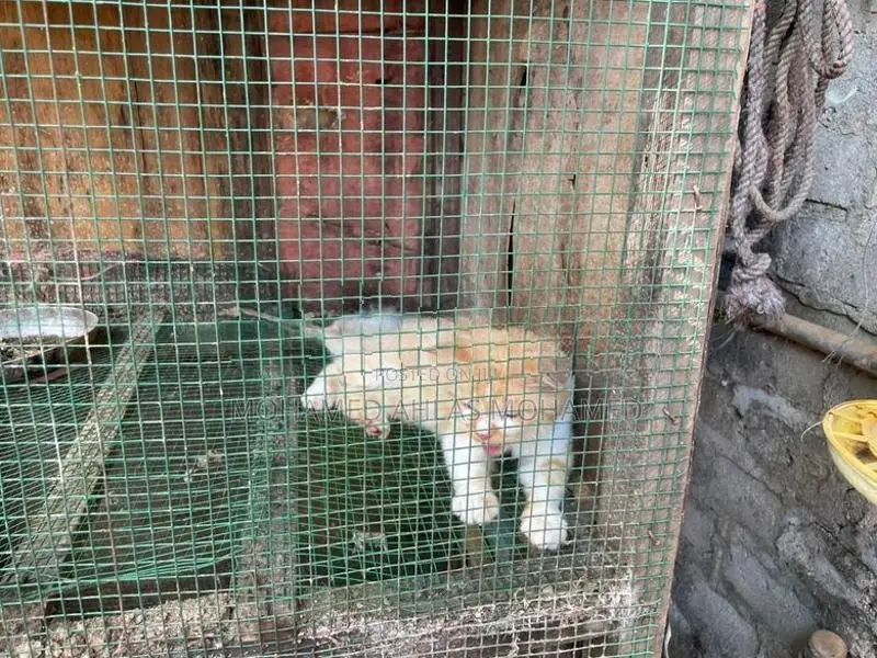 Luck With Beautiful Cat