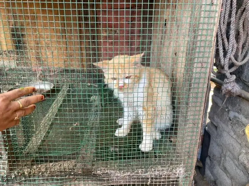 Luck With Beautiful Cat