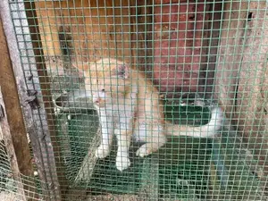 Luck With Beautiful Cat