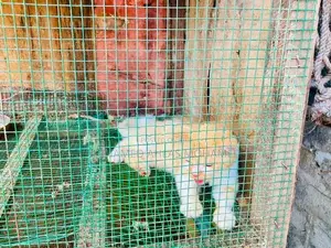 Luck With Beautiful Cat