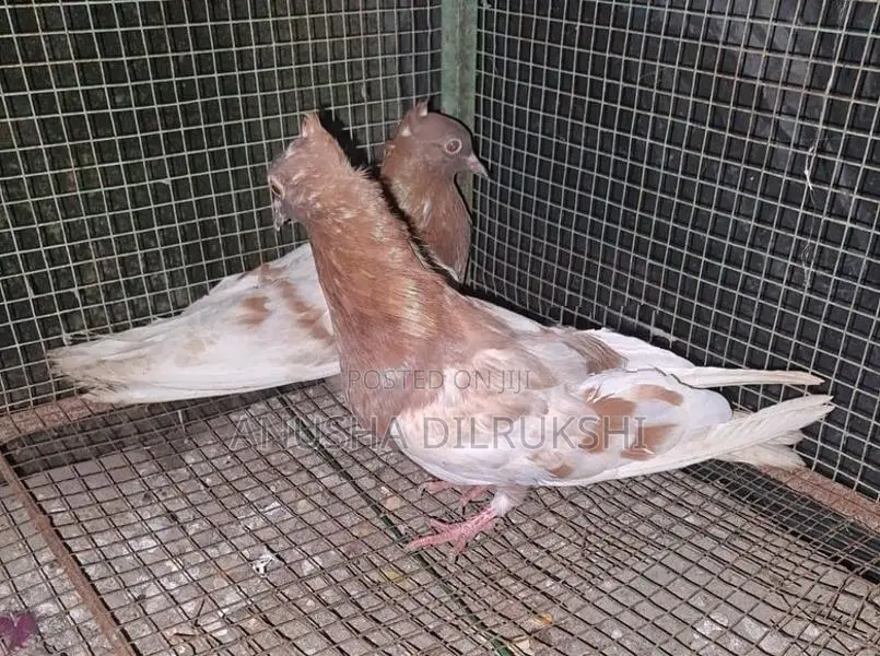 Archangel Pigeon Young Pair
