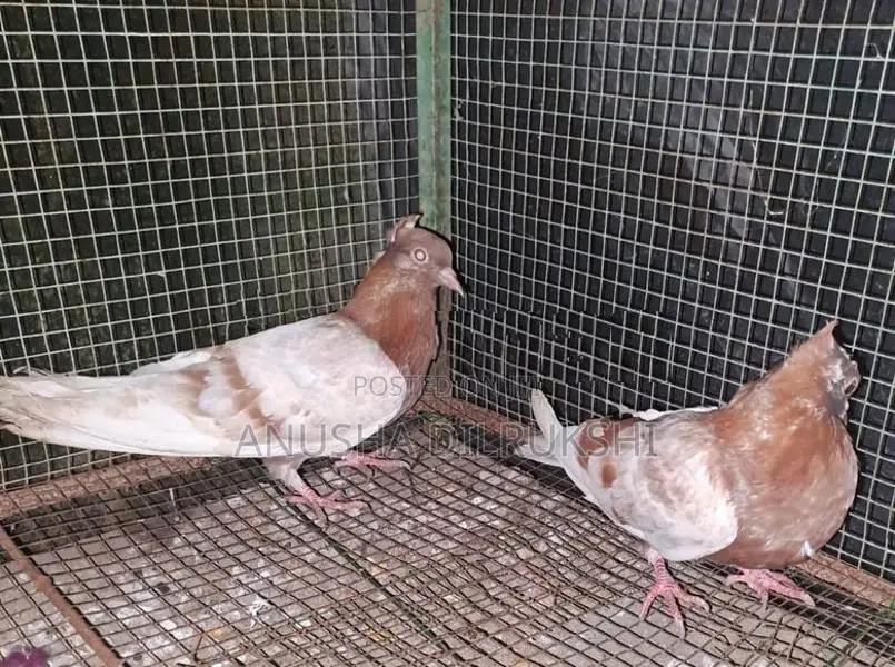 Archangel Pigeon Young Pair