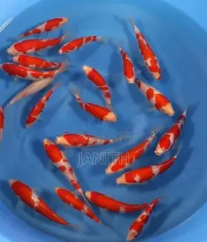 Imported Japanese Koi
