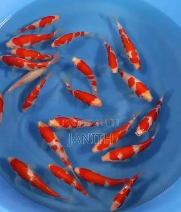 Imported Japanese Koi