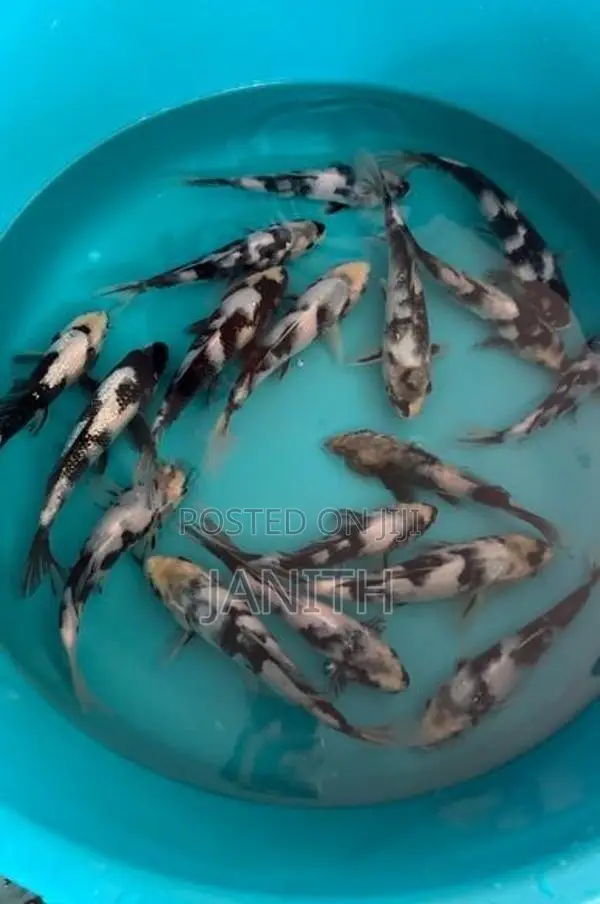Imported Japanese Koi