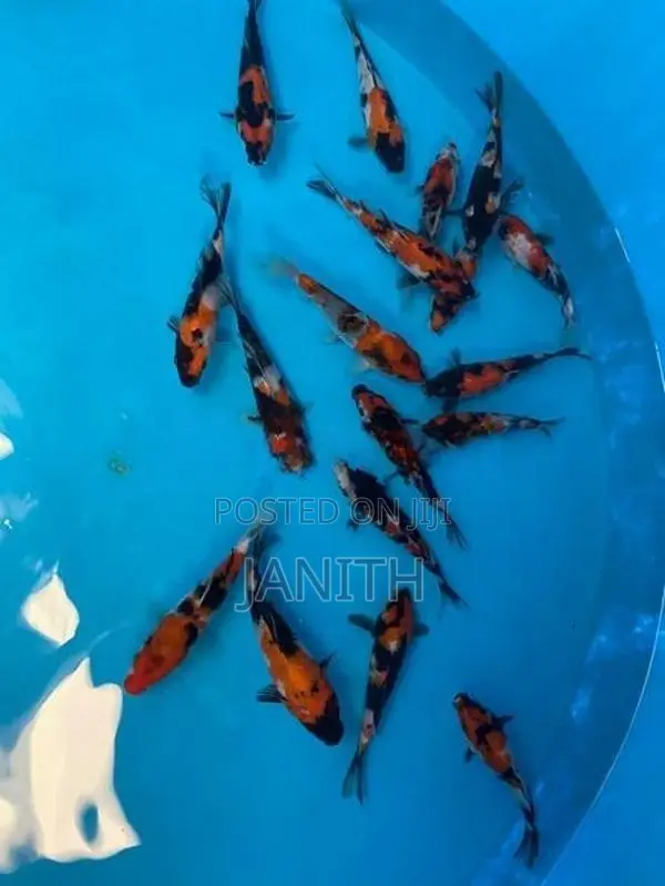 Imported Japanese Koi