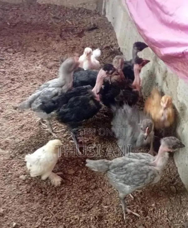 கோழிக் குஞ்சுகள்