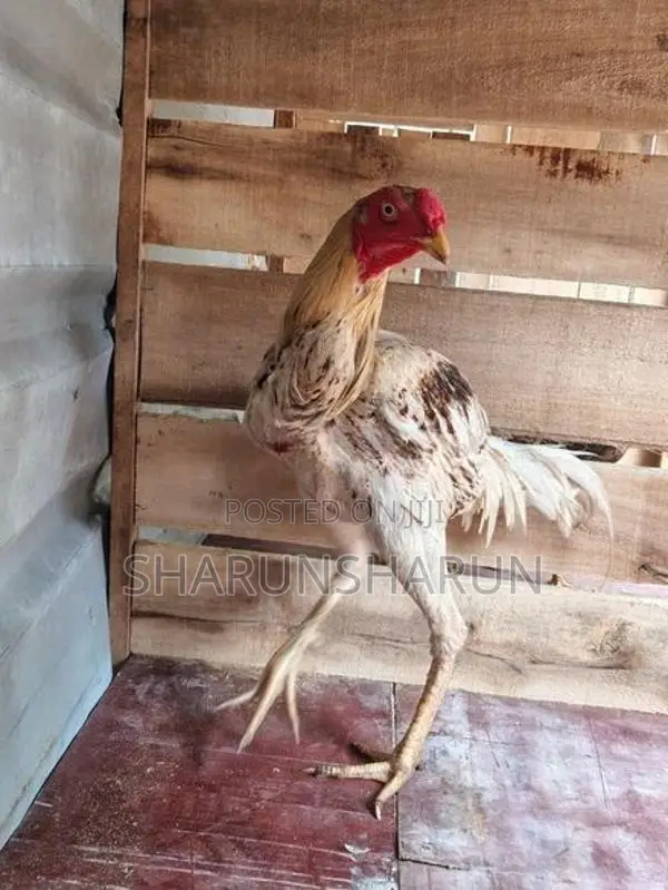 வெள்ளடியன் சேவல்