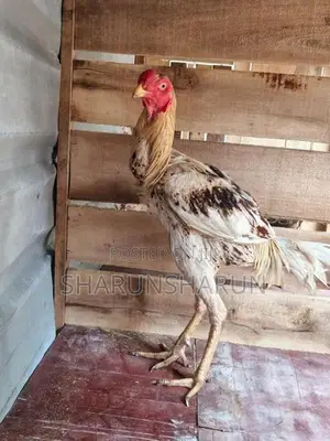 வெள்ளடியன் சேவல்