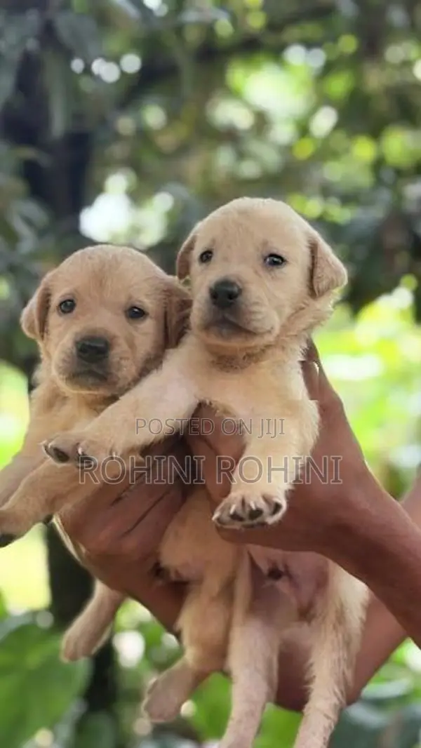 Labrador Puppies