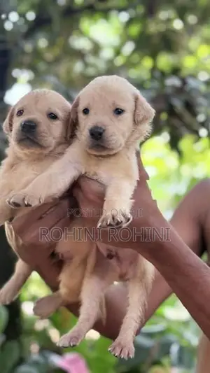 Labrador Puppies