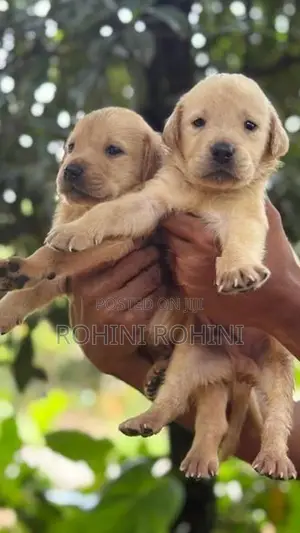 Labrador Puppies