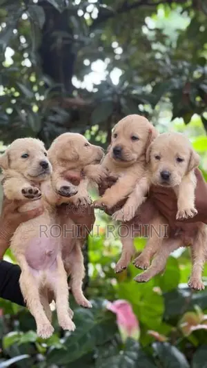 Labrador Puppies