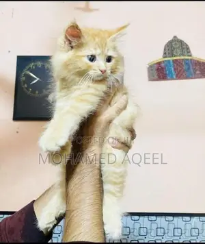 Persian Kitten
