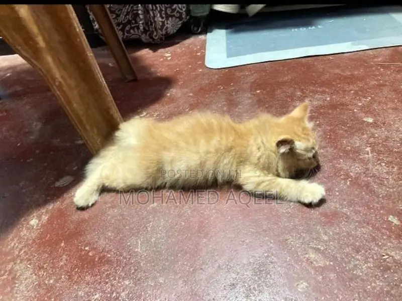 Persian Kitten