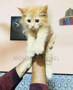 Persian Kitten