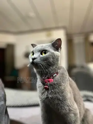 British Short Haired Cat