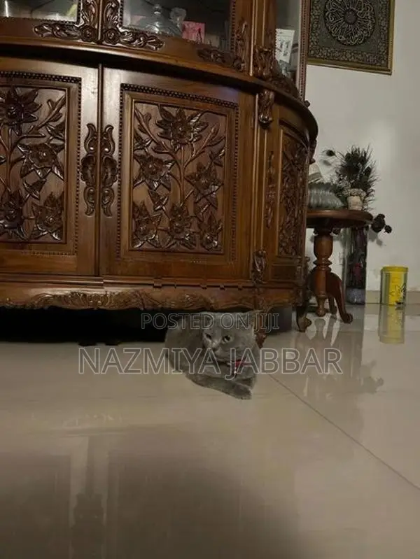 British Short Haired Cat