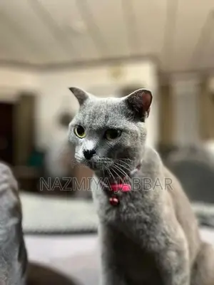 British Short Haired Cat