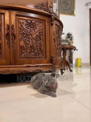 British Short Haired Cat