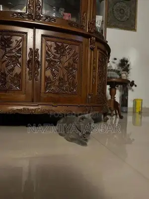 British Short Haired Cat