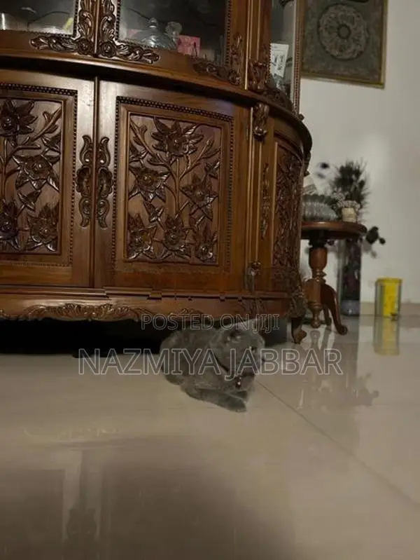 British Short Haired Cat