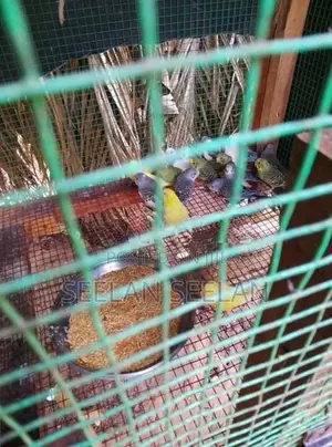 Love Birds
